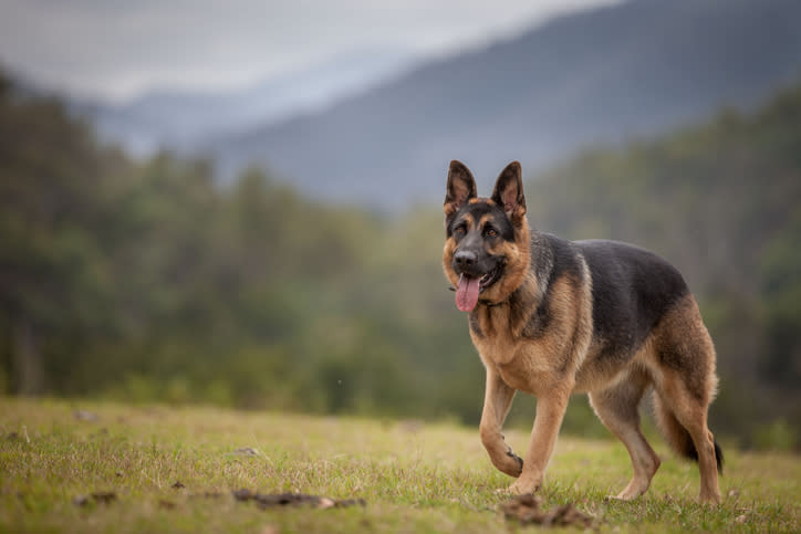 German Shepherd walking in a field