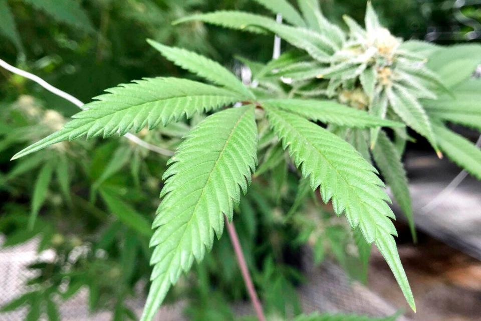 Marijuana proponents are dismayed that the recreational marijuana ballot does not include home cultivation.