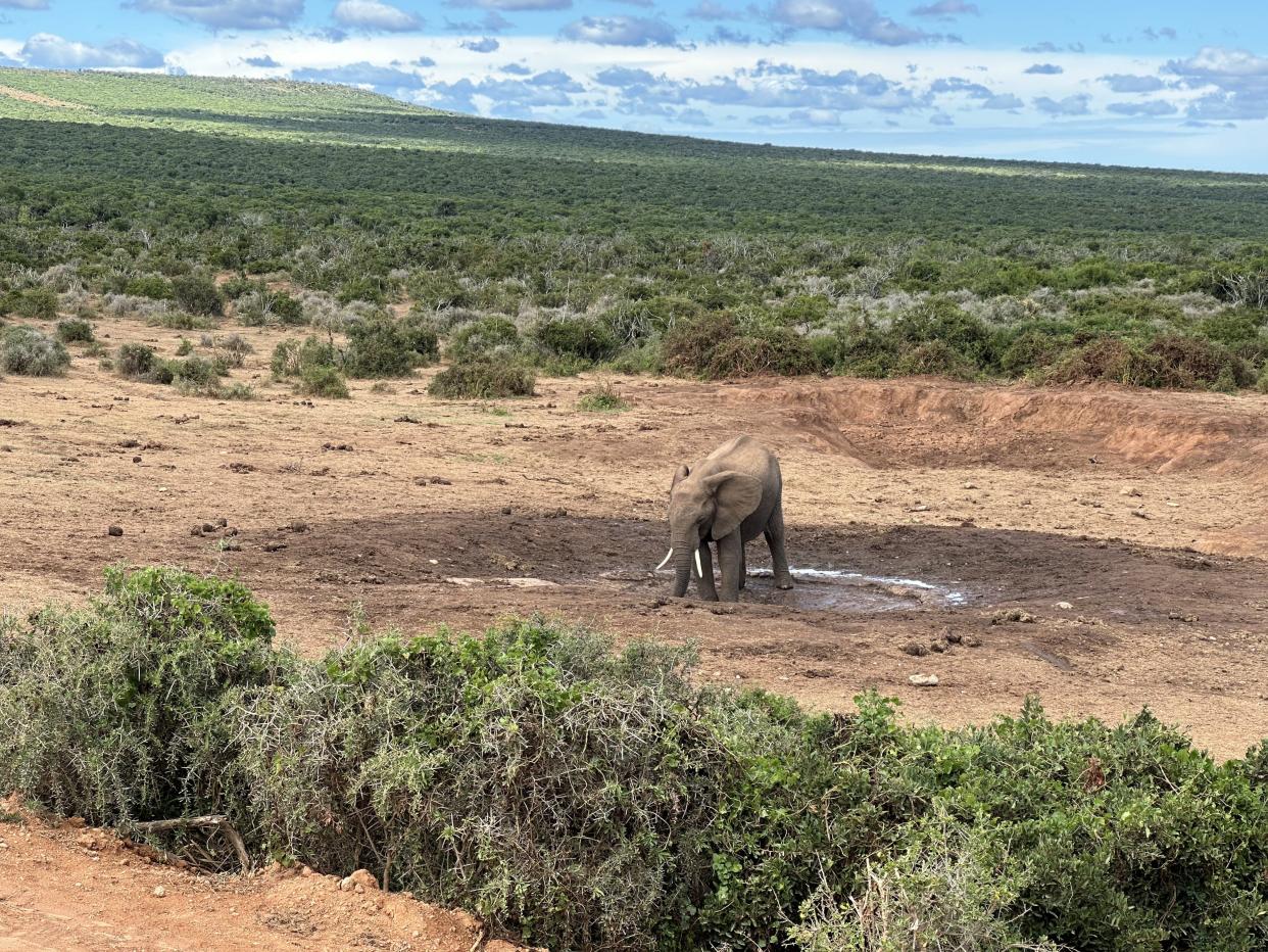 An elephant at Addo Elephant National Park in South Africa.
