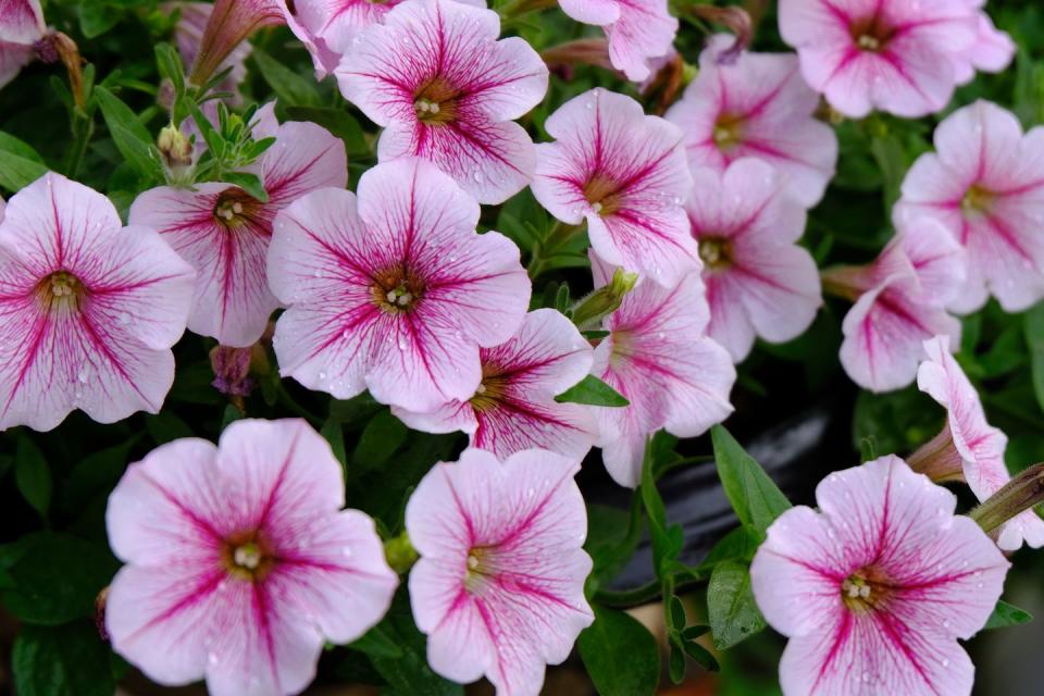 10) Petunias