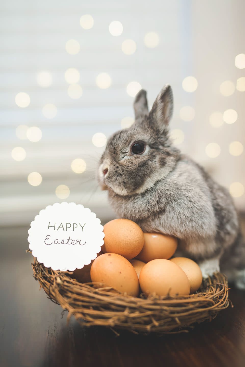 easter captions bunny with eggs