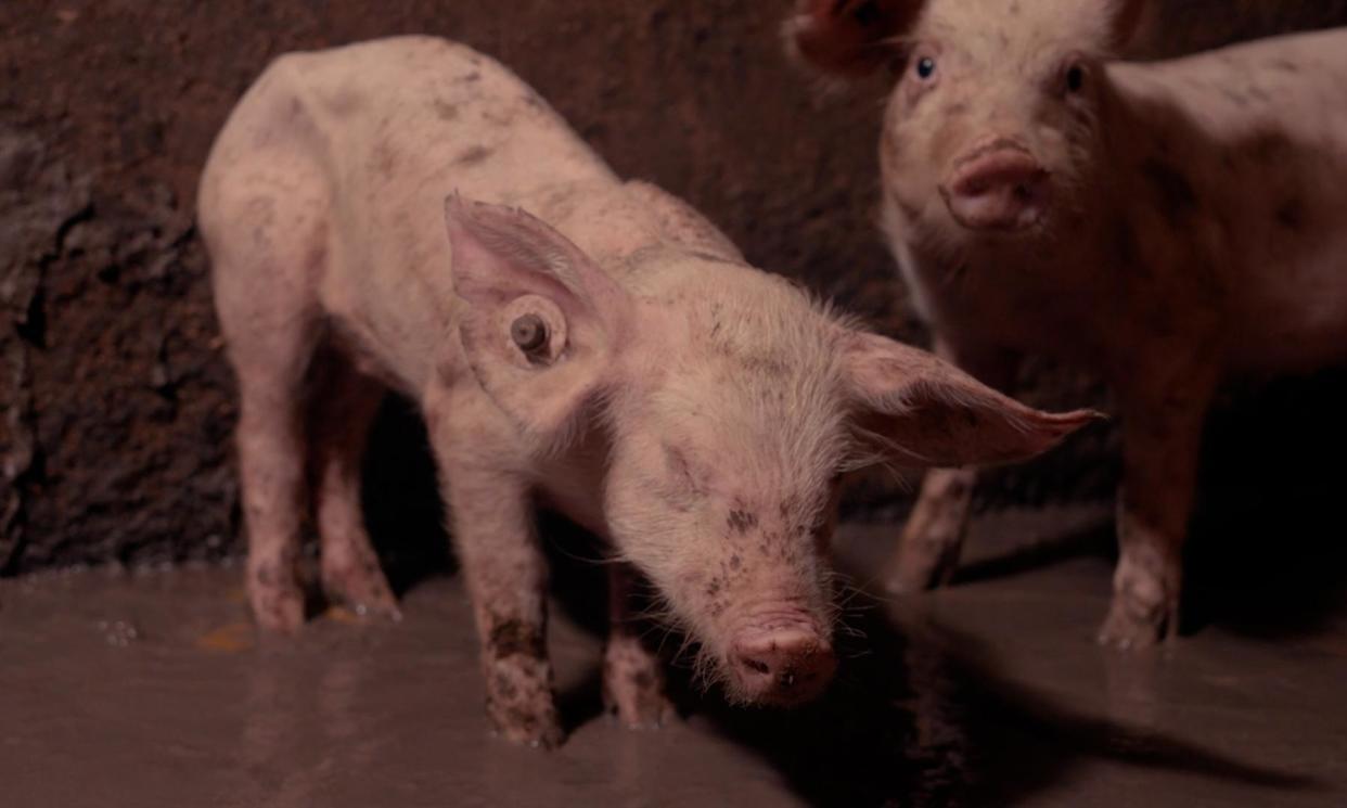 <span>The film crew said the animals were being kept in filthy, cramped conditions.</span><span>Photograph: Advocates for Animals</span>