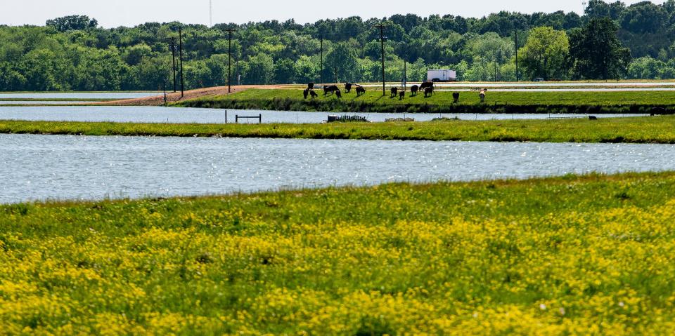 Cattle and catfish farms near Uniontown, Ala., in the Alabama Black Belt on Saturday April 23, 2022. 