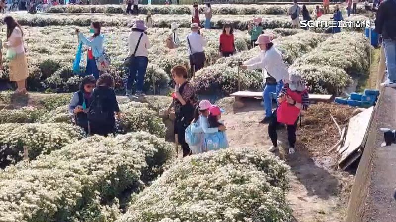 一叢叢雪白色的杭菊，讓前來賞花的遊客快門按不停。