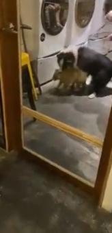 網友曝光一段放狗咬浣熊的影片。（圖／翻攝自臉書爆料公社二社）