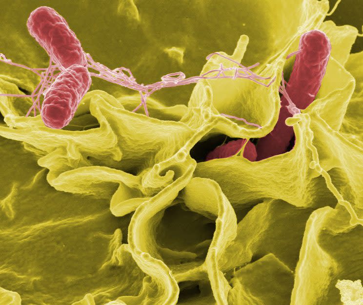 Bacterias de salmonella, responsables de severas enfermedades gastrointestinales pero que, también, pueden convertirse en armas genéticas contra el cáncer. (Wikimedia)