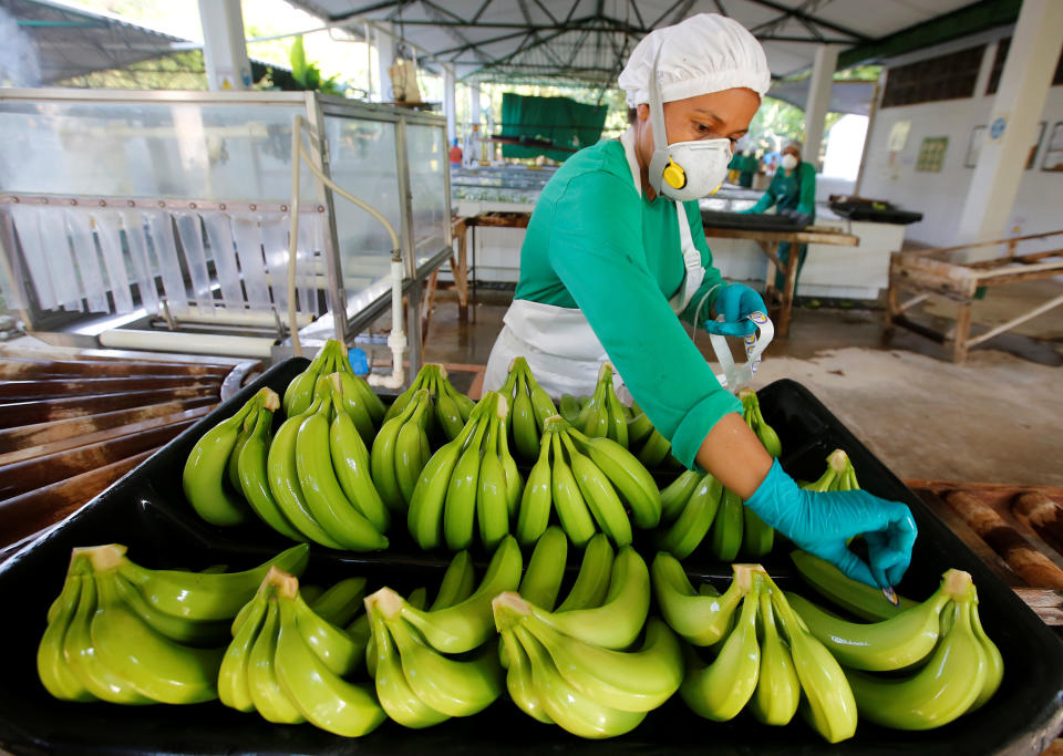 Una mujer trabaja en una finca bananera en Carepa, Colombia, 17 de marzo de 2017. Foto tomada el 17 de marzo de 2017. REUTERS/Jaime Saldarriaga