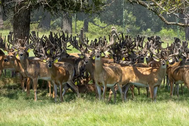 A herd of captive deer stands beneath the shade of a tree at RW Trophy Ranch on July 27, 2023.