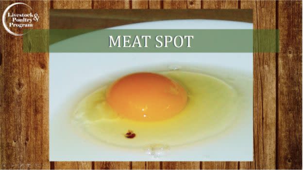 (Photo: USDA Poultry Programs Egg Grading Manual)