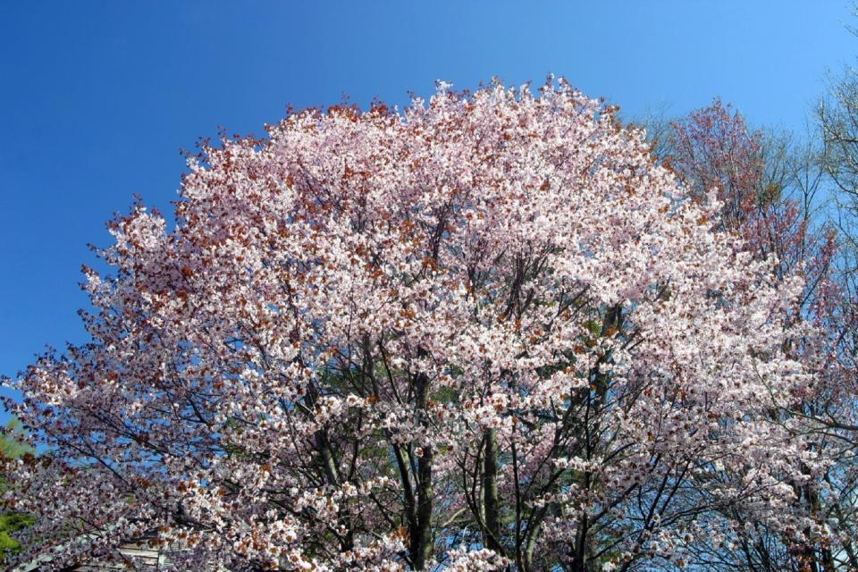 富良野　櫻花