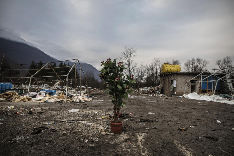 In this picture taken Wednesday Dec. 11, 2019, a plant sits in the middle of a makeshift refugee camp cleared and destroyed earlier by Bosnian police near the village of Vucjak in the outskirts of Bihac, northwestern Bosnia. Bosnia's notorious Vucjak camp may have closed down after an international outcry, but the plight of migrants stranded in the country while trying to reach Western Europe is far from over. After the camp was flattened in December, its residents have been transferred to other parts of Bosnia. But some have returned to Bihac because it is near the European Union member state Croatia.(AP Photo/Manu Brabo)