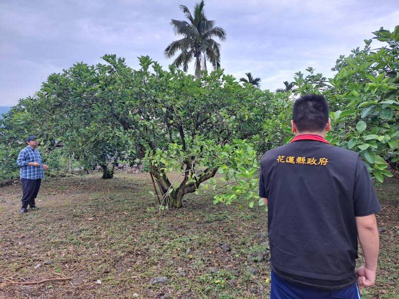 花蓮文旦著果率差  農政單位現勘盼爭取救助 花蓮縣瑞穗鄉、玉里鎮種植的文旦疑受3月降雨量不 足等氣候問題影響，有果實著果率不良情形。縣府邀 請農業部花蓮區農業改良場、農糧署東區分署組成勘 災小組現勘，盼爭取現金救助。 （花蓮縣政府提供） 中央社記者李先鳳傳真  113年4月25日 