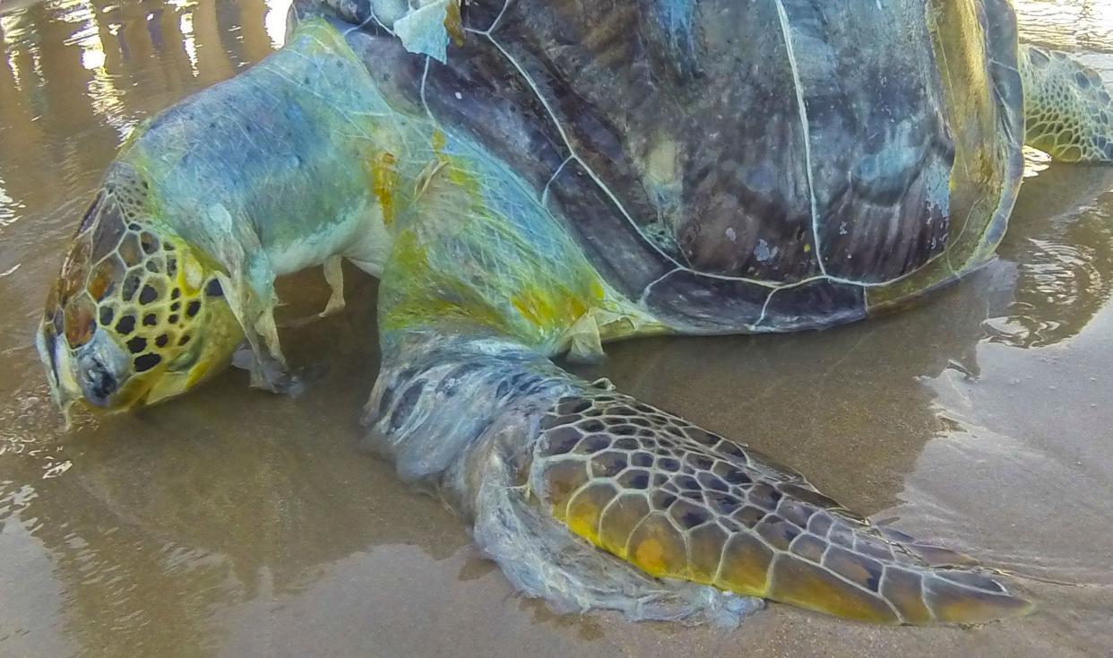 A dead sea turtle draped in plastic trash.&nbsp; (Photo: Brazil Photo Press/CON via Getty Images)