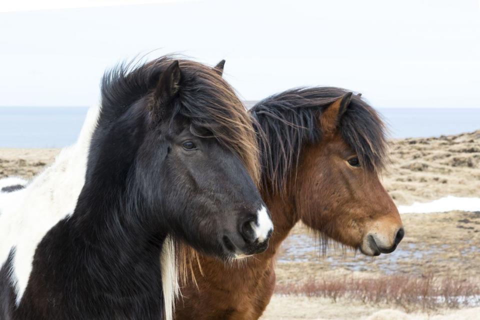 Horses at Eyjafjörður fjord near Akureyri (Getty Images/Gallo Images)