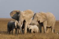 Elephants graze in the Amboseli National Park