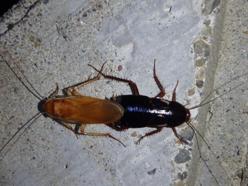 Male (left) and female Turkestan cockroach mating on a concrete wall.