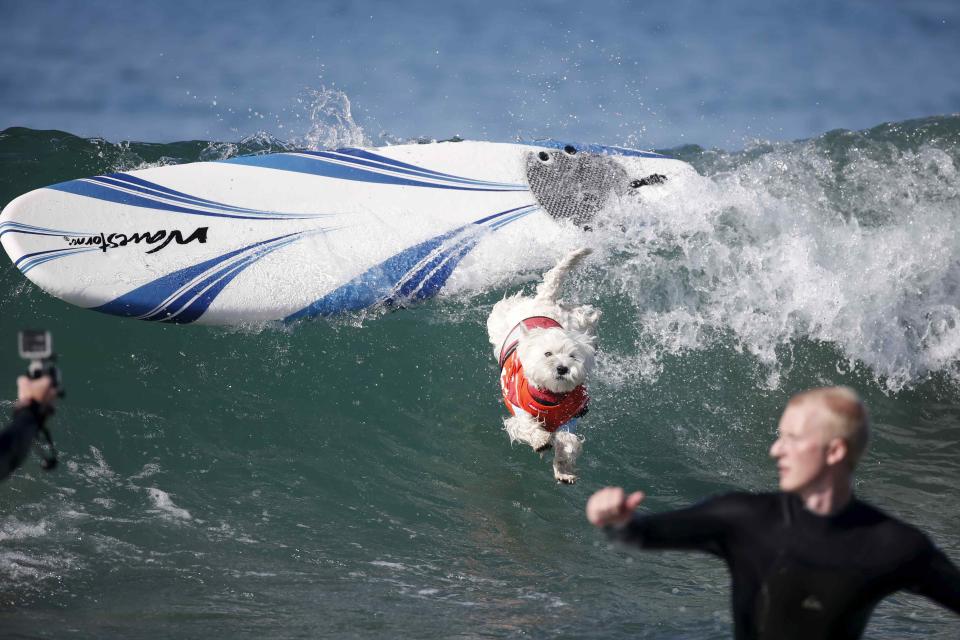 A dog wipes out during the Surf City Surf Dog Contest in Huntington Beach