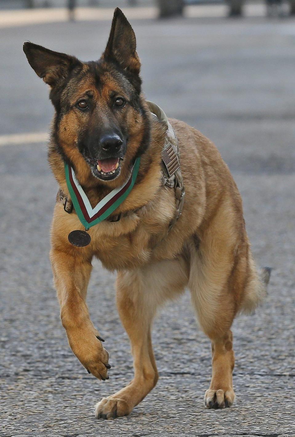 Heroic U.S. Marine dog Lucca after receiving the PDSA Dickin Medal, awarded for animal bravery, equivalent of the Victoria Cross, at Wellington Barracks in London, Tuesday, April 5, 2016. (AP Photo/Frank Augstein)