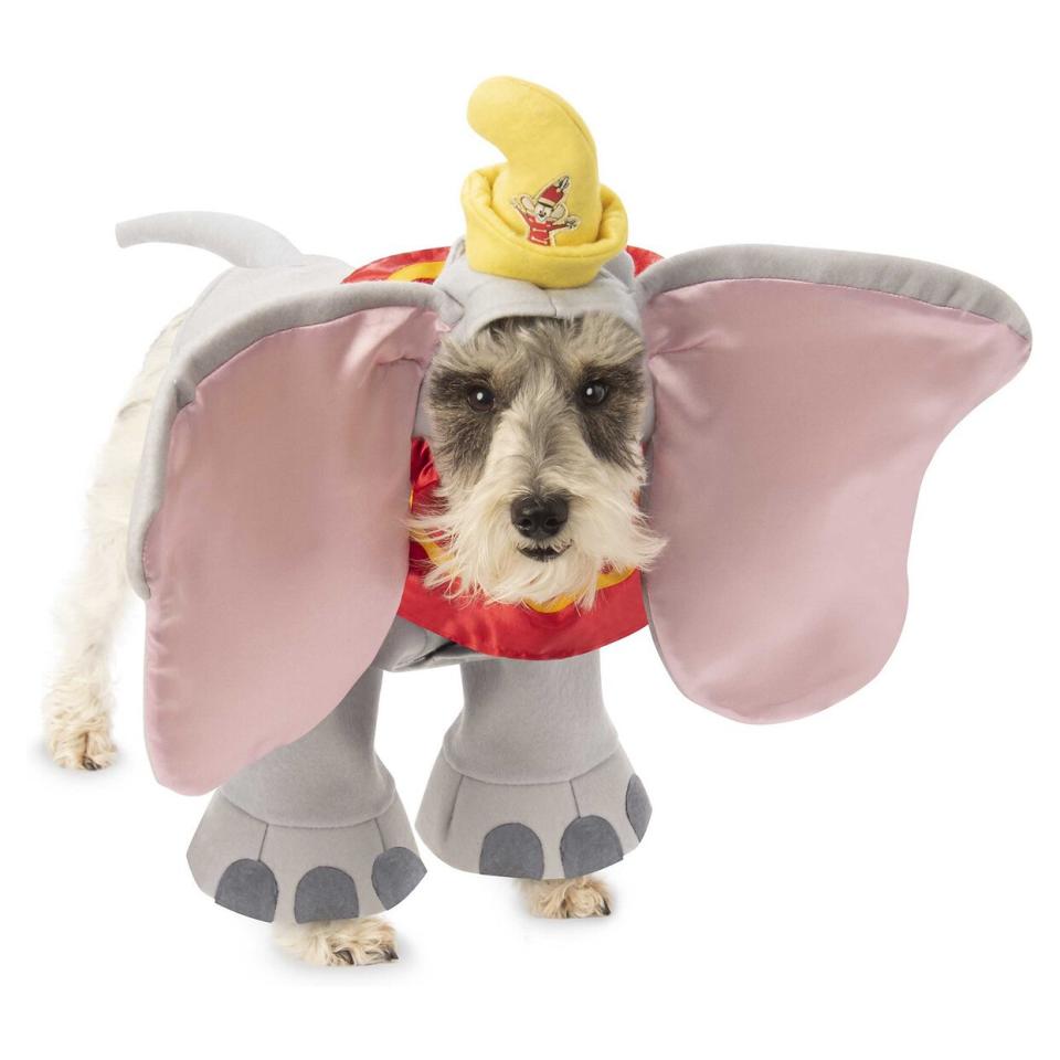 Dog wearing a Rubie’s Costume Company Dumbo Costume on a white background