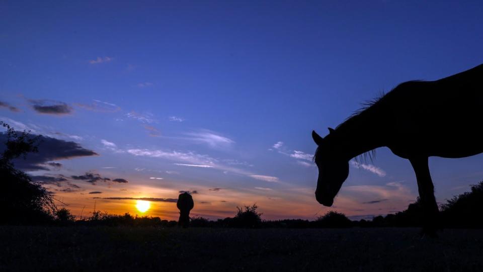 The domestic horse originated on the steppes of the Caucasus before spreading across Europe (Steve Parsons/PA) (PA Archive)