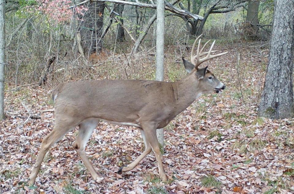 A buck running in the daytime during a peak in rutting.