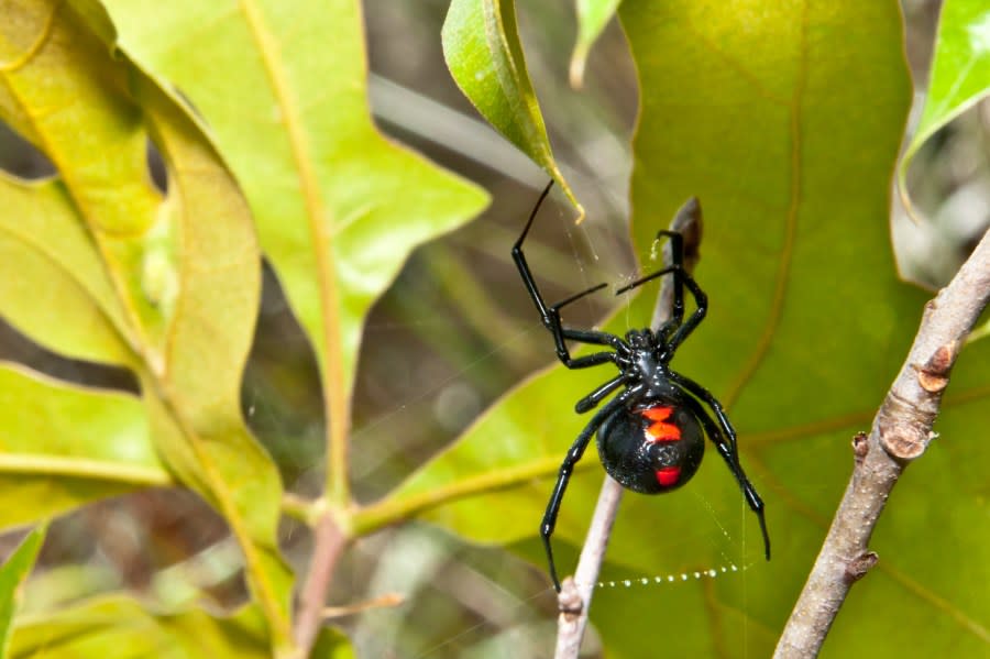 A black widow spider spinning a web in an oak tree