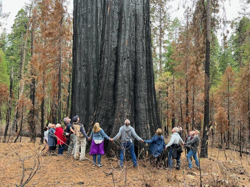 Calaveras Big Trees Association members, members of the parks department and community members hold hands around The Orphans at Calaveras Big Trees State Park Sunday, June 11, 2023.