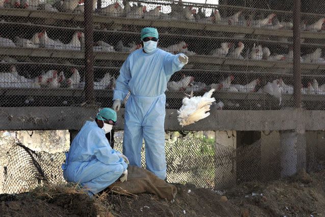 An Indian government worker throws dead chicken in the burial pit in North Maharashtra in February. Source: Getty