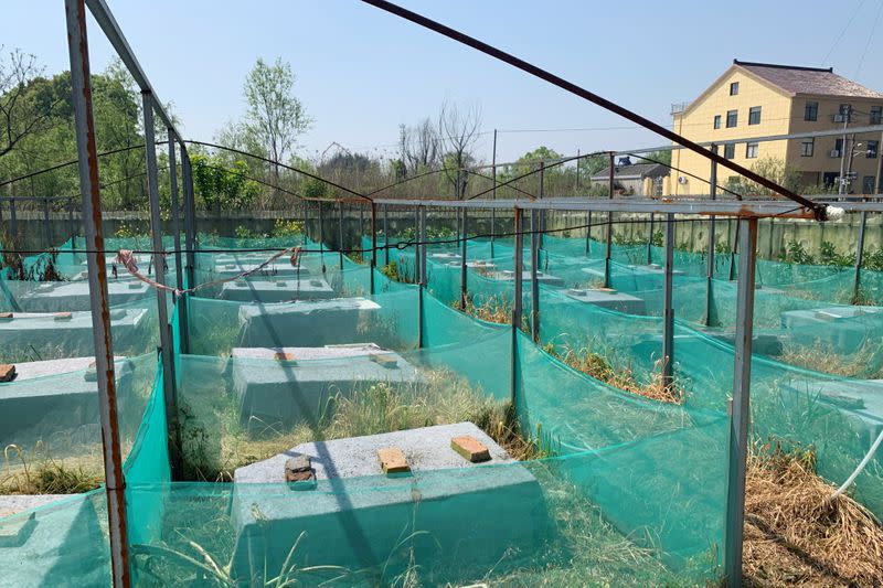 Snake farm with empty wooden slats is pictured in Zisiqiao village