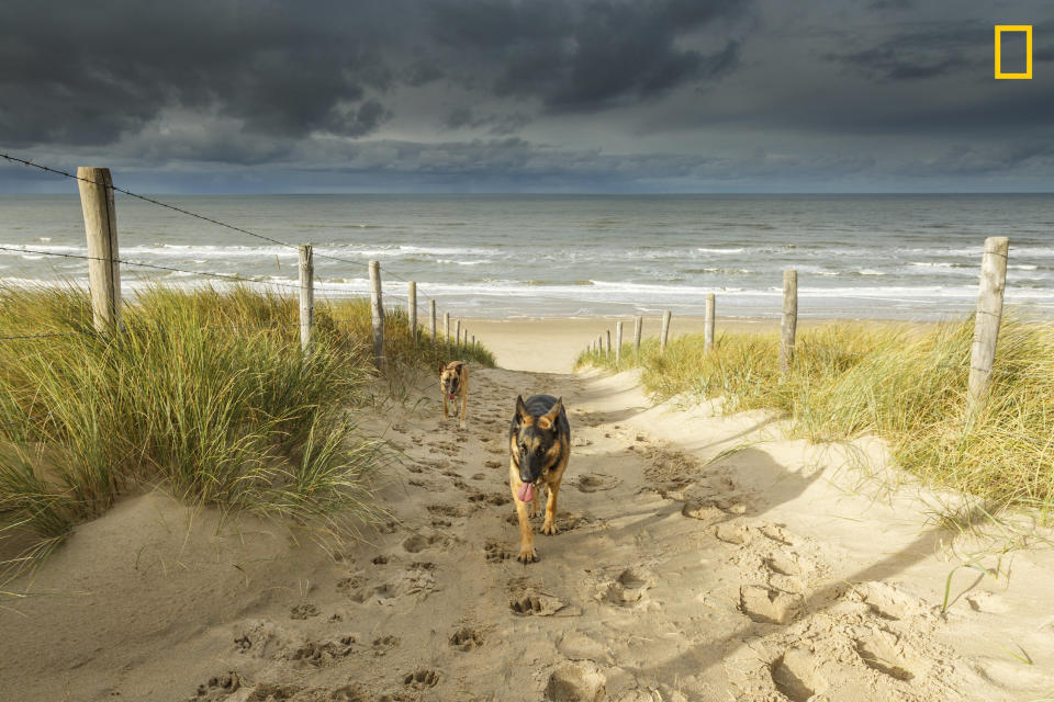 Nat Geo hails this <a href="http://www.nationalgeographic.com/travel/top-10/top-beaches-world/" target="_blank">dog-friendly beach</a>, which is just a <a href="https://www.google.com/maps/dir/Noordwijk,+Netherlands/amsterdam/@52.2950087,4.4070324,10z/data=!3m1!4b1!4m13!4m12!1m5!1m1!1s0x47c5ea63aa902a2f:0x702f6686f8afb9ce!2m2!1d4.4500094!2d52.2399885!1m5!1m1!1s0x47c63fb5949a7755:0x6600fd4cb7c0af8d!2m2!1d4.8951679!2d52.3702157" target="_blank">quick day trip</a> from <a href="http://www.huffingtonpost.com/college-tourist/8-gorgeous-day-trips-from_b_8186630.html">Amsterdam</a>. Paw-fect!