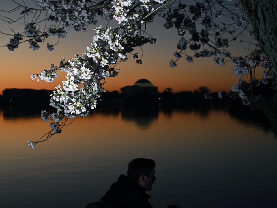 Blooming cherry blossoms are seen along the Tidal Basin on Tuesday March 21, 2023 in Washington, DC.