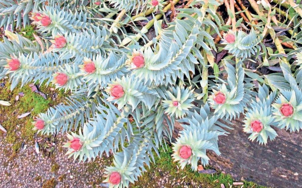 Euphorbia rigida ‘Sardis’ was originally raised from seed collected by Plant Heritage founder member Christopher Brickell - Plant Heritage