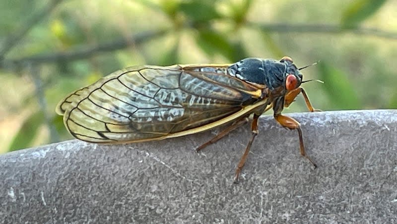A cicada is seen on Thursday, April 25, 2024, in Evans, Ga.