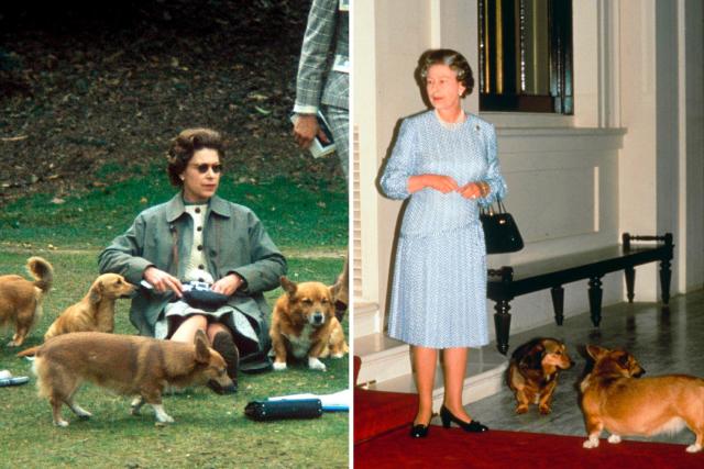 how many dogs does queen elizabeth own