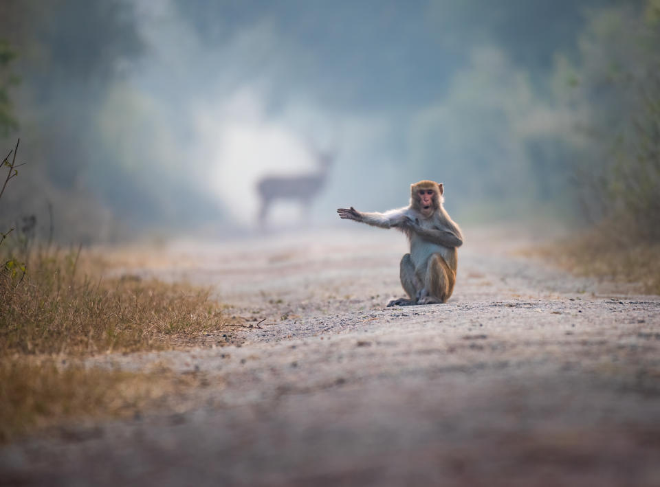 In Keoladeo National Park, India, a Macaque comes into the middle of the road and appears to signal the direction to go. (Pratick Mondal/Comedy Wildlife 2023)