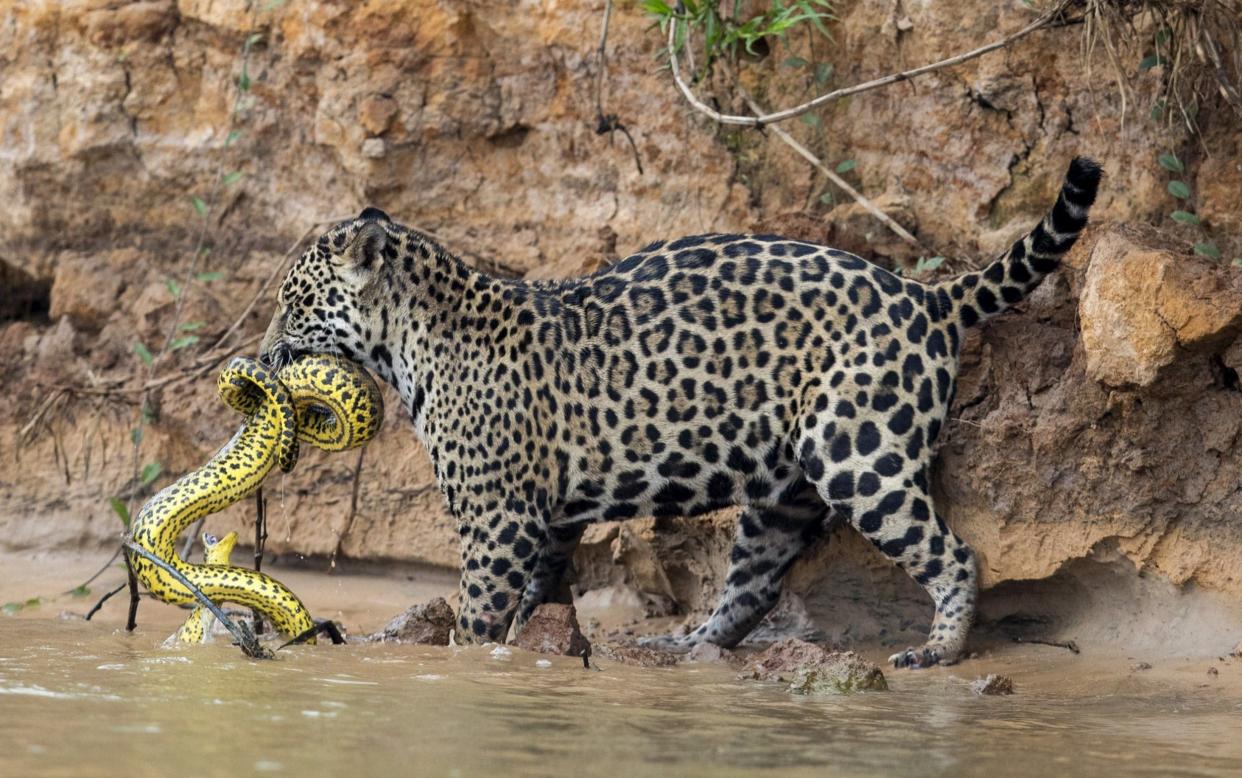 A jaguar and yellow anaconda battle was captured in Brazil  - Getty Images Europe