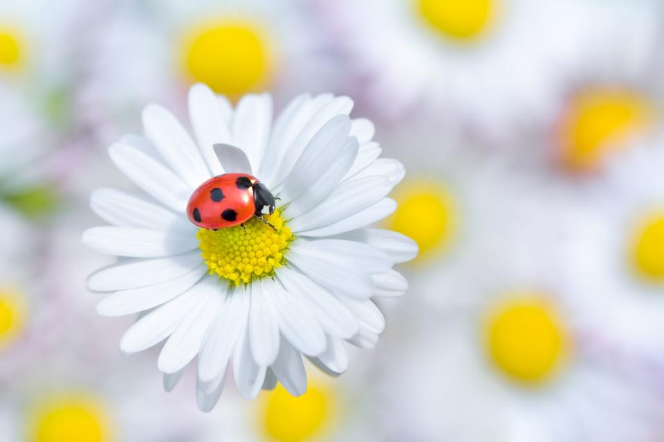 meaning of ladybugs ladybug on a daisy flower