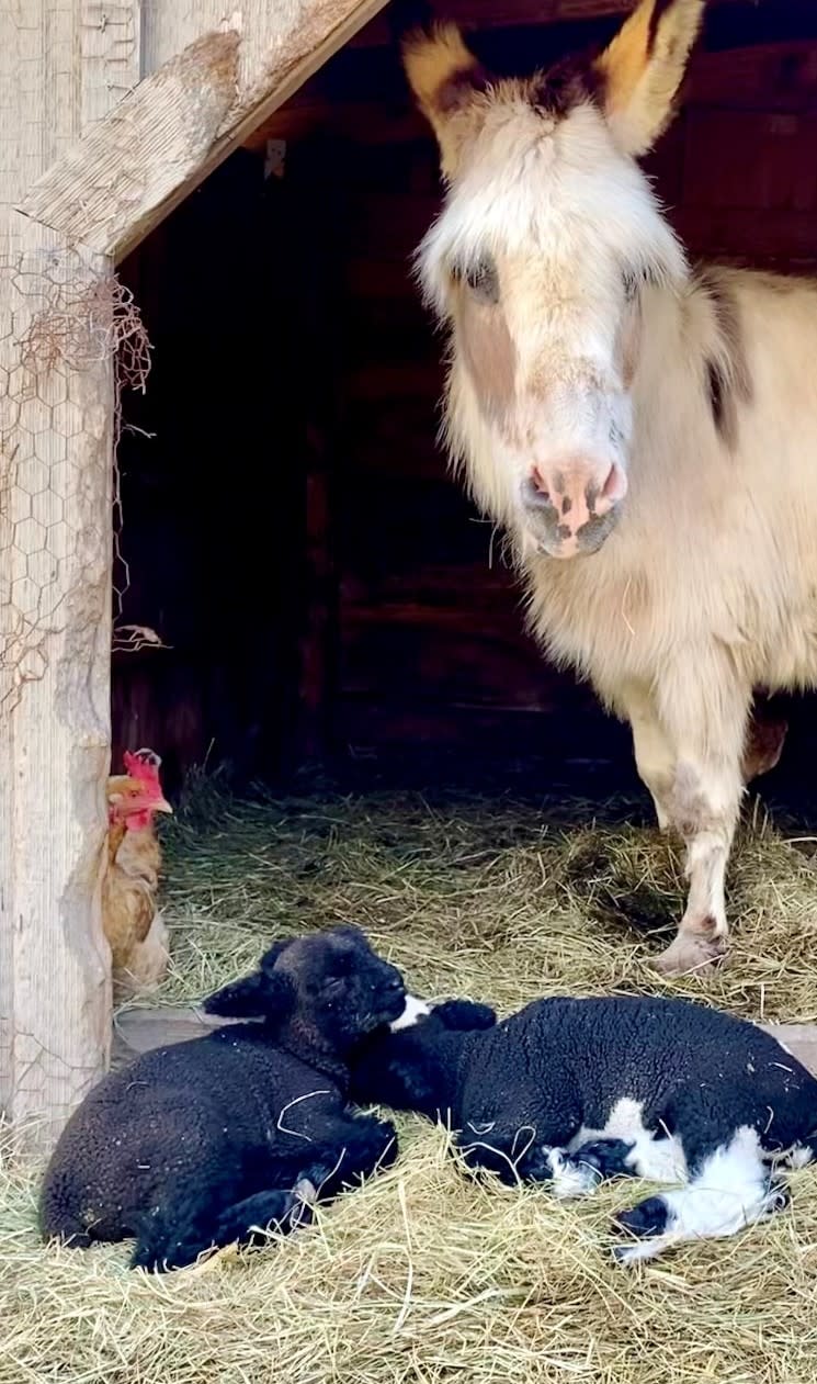 Elaine, the donkey, watches over Pattootie and Lambert.  (Photo courtesy of Dr. Joseph Rossi)