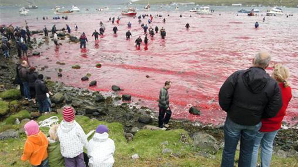 Locals in the Faroe Islands watch the water turn blood red during the annual whale hunt.