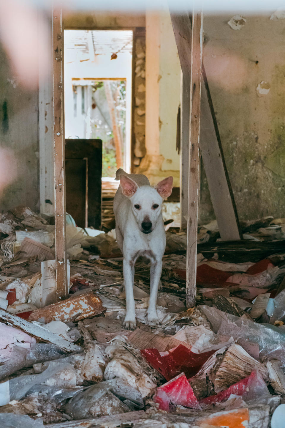 This is one of the dogs that roam the islands of Turks and Caicos.