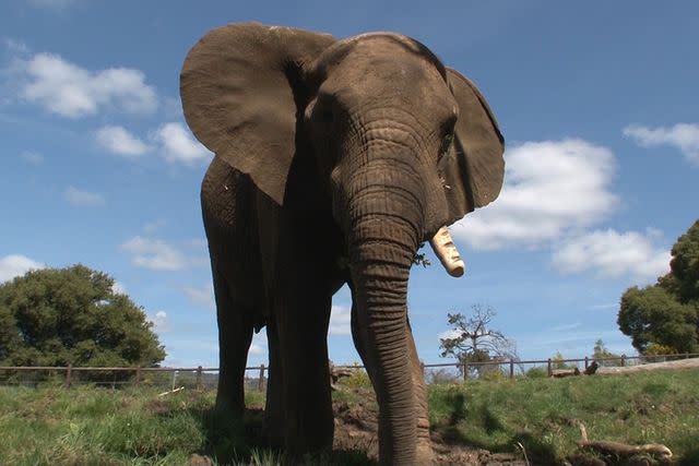 <p>Oakland Zoo/Facebook</p> Osh, Oakland Zoo elephant