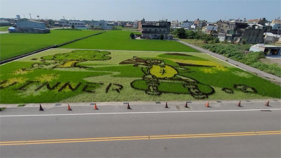 觀光亮點！苗栗苑裡彩繪稻田　KUSO版龜兔賽跑「滑板龜贏過睡兔」