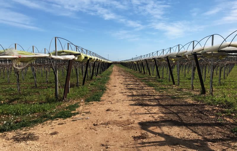 Grape vines for the Italia variety of grape are seen in Noicattaro, a major area of grape production in the southern Italian region of Puglia, Italy