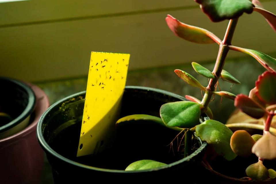 Some dark-winged fungus gnats are stuck on a yellow sticky trap.