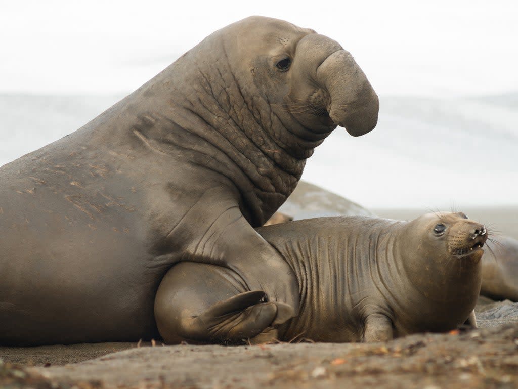 Extreme sexual dimorphism means male elephant seals can be up to 10 times larger than females (Getty)