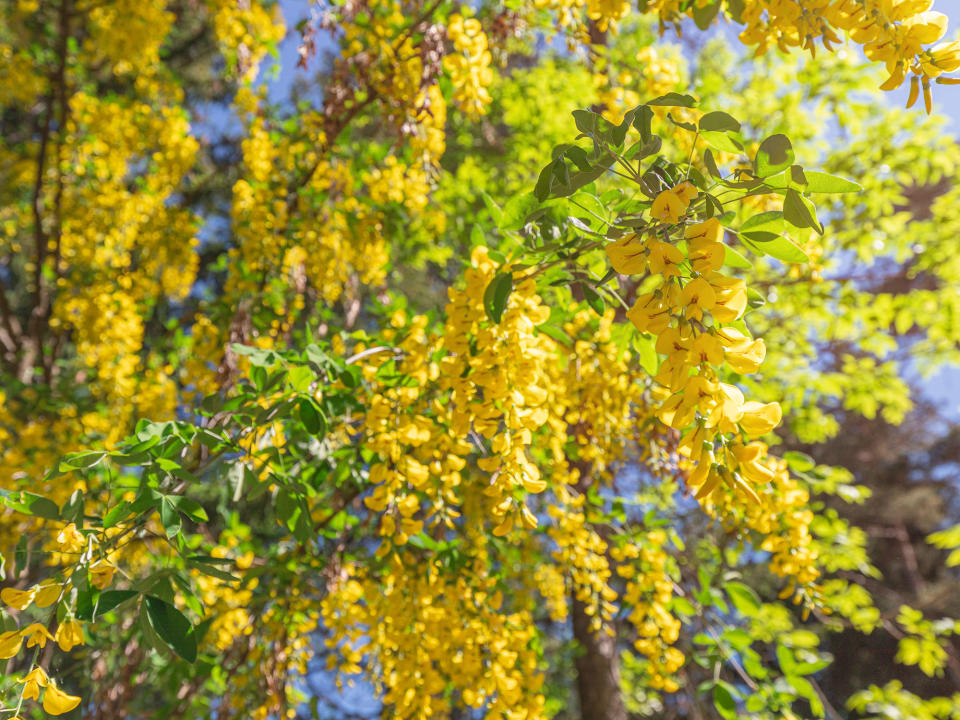 Siberian peashrub (Caragana arborescens)