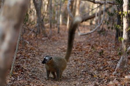 A red-fronted brown lemur is seen at the Kirindy forest reserve near the city of Morondava