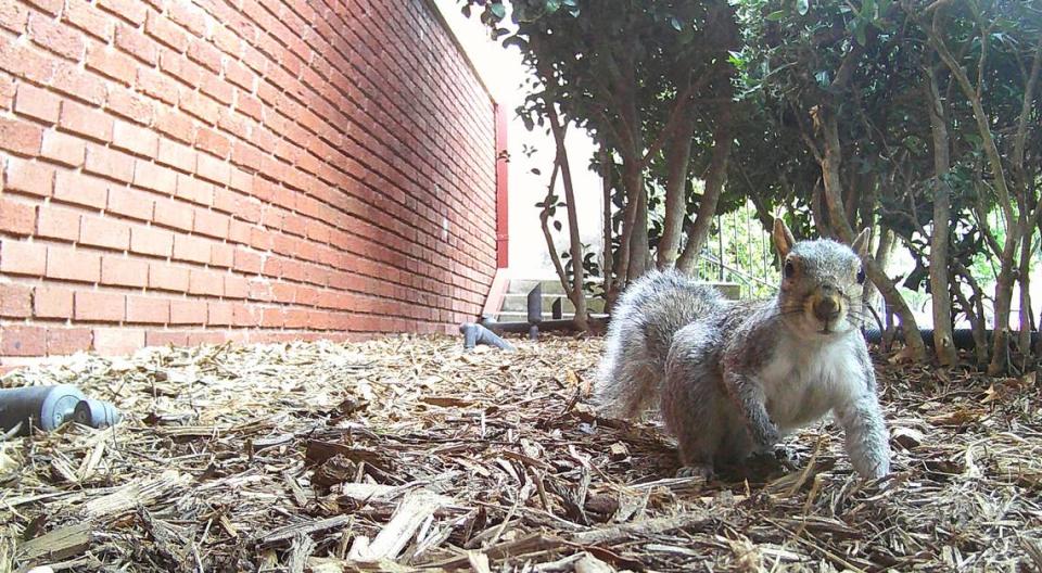 Biologist Finian Curran captured a photo of a squirrel as part of an urban wildlife photography experiment at Queens University.