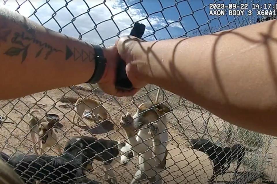 Seven starving and abandoned dogs were shot by an Arizona sheriff’s deputy, after the officers gave them water. Shocking body camera footage shows the incident. (Screenshot / the Mountain Daily Star / Apache County Sheriff’s Department)