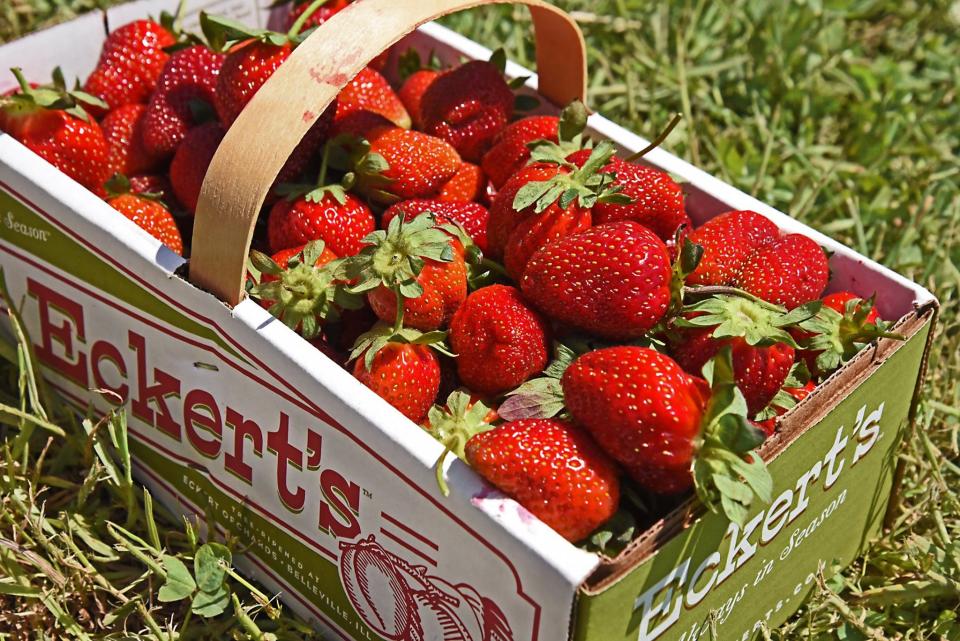 Strawberries picked at Eckert's Orchard in Versailles, Kentucky.